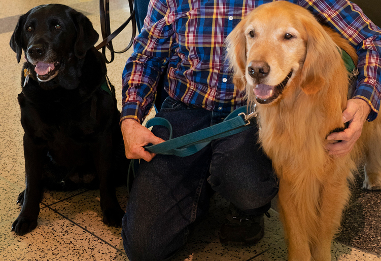 two therapy dogs