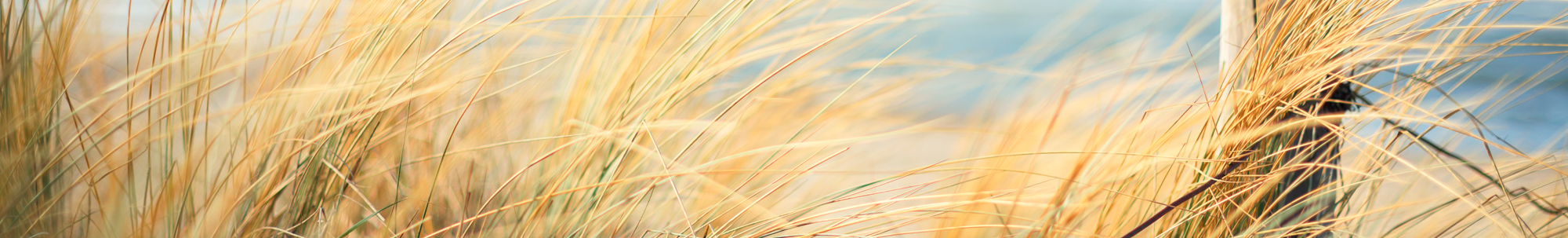 grassy beach