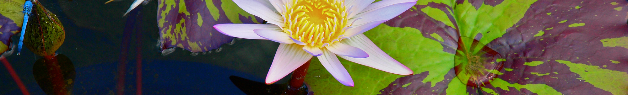 flower on the water