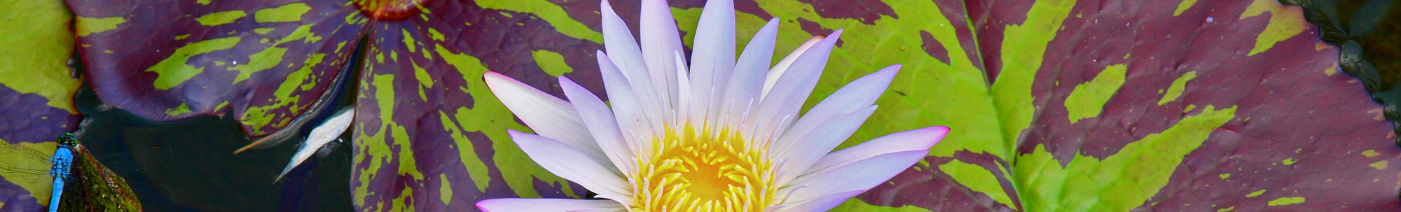 flower on the water