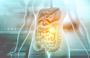 Medical illustration of the digestive system