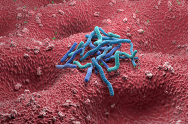 A closeup view showing Helicobacter pylori (H. pylori) bacteria