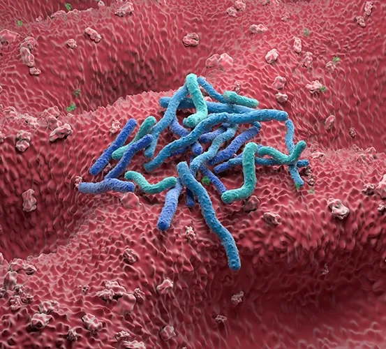 A closeup view showing Helicobacter pylori (H. pylori) bacteria