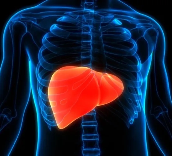 Medical illustration of a healthy human liver, highlighting its upper right abdominal position just beneath the diaphragm