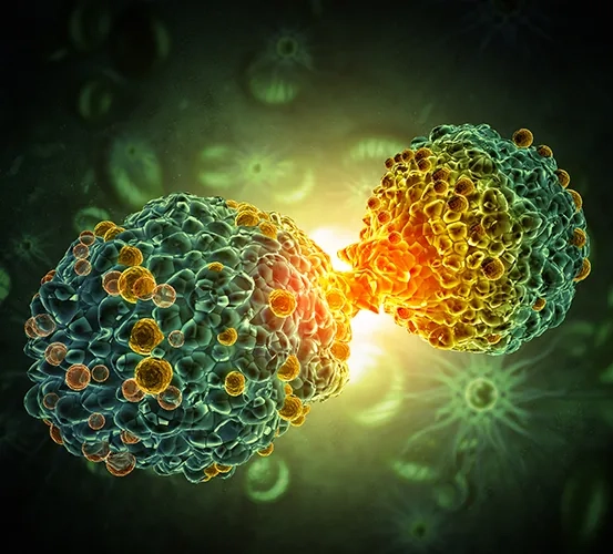 A 3D medical illustration shows two cancer cells connected by a bridge or contact point. This resembles dividing or interacting cellular structures and represents cancer outbreak and treatment in the human body.