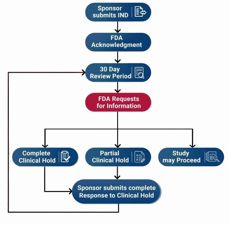 FDA Responses and Investigator Steps Flowchart - Sponsor submits IND, FDA Acknowledgement, 30 Day Review Period, FDA Requests for information, which results in Complete Clinical Hold, Partial Clinical Hold, and Study may Proceed, followed by Sponsor submits complete Response to Clinical Hold, which can revert back to 30 Day Review Period