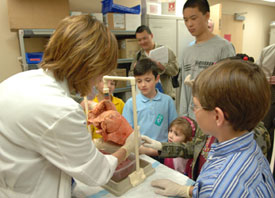 Renee Granrud, Critical Care Medicine, invites a group of of willing participants to feel the difference between the lung of a healthy pig and one that had been exposed to cigarette smoke.