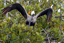 pelican in a mangrove tree