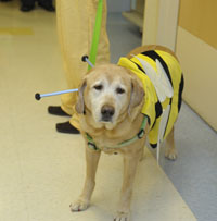 labrador dressed as a bumble bee