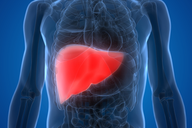 medical diagram of a human liver