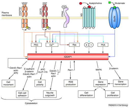 Model of IQGAP1 integrating multiple receptor signaling pathways (Brown et al, 2006 Trends Cell Biol)