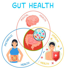 Gut health: Mental Health, Metabolic Health, Immune Health illustrated diagram
