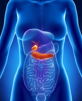 medical illustration of a human stomach