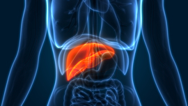 medical illustration of a human liver