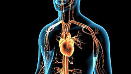 medical illustration of a human heart