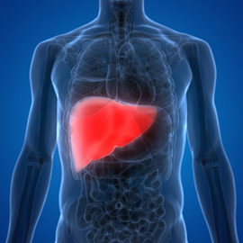 medical illustration depicting a close-up of a human liver